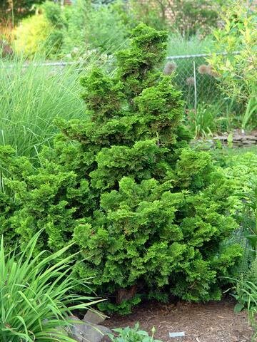 Falsecypress - Gracilis Hinoki