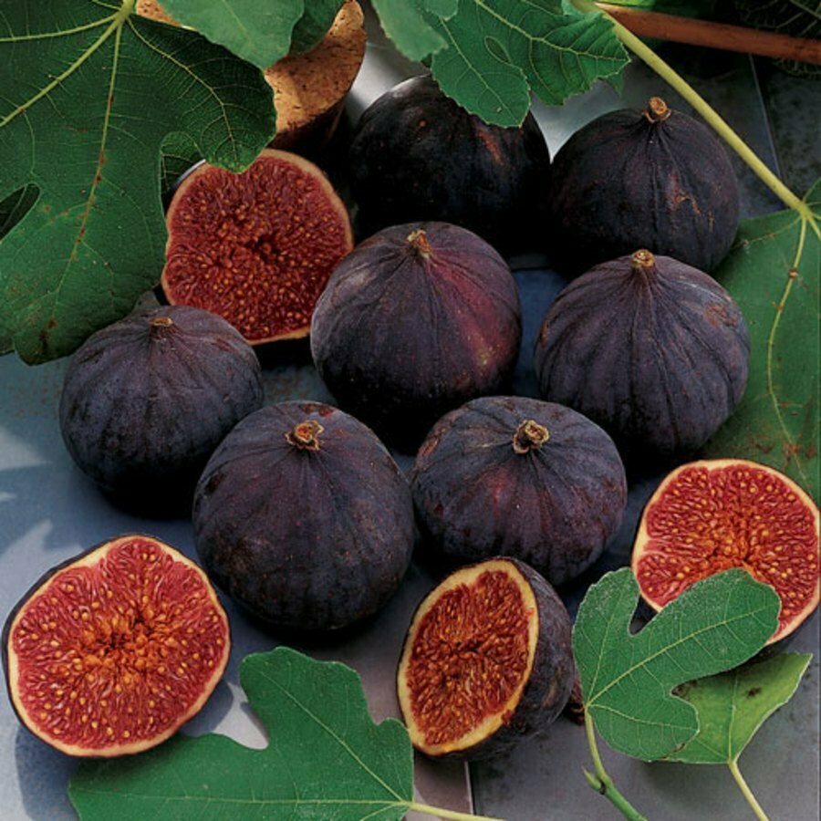 Fig Tree &#39;Chicago Hardy&#39;