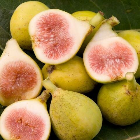 Fig Tree &#39;Peter&#39;s Honey&#39;