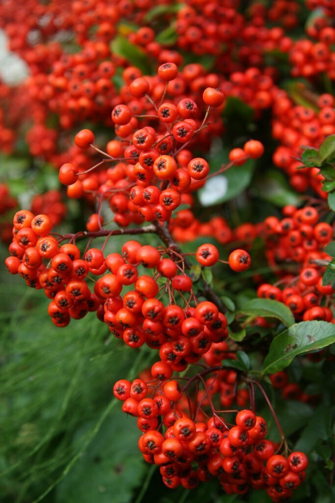 Fire Thorn &#39;Mohave&#39; - Pyracantha
