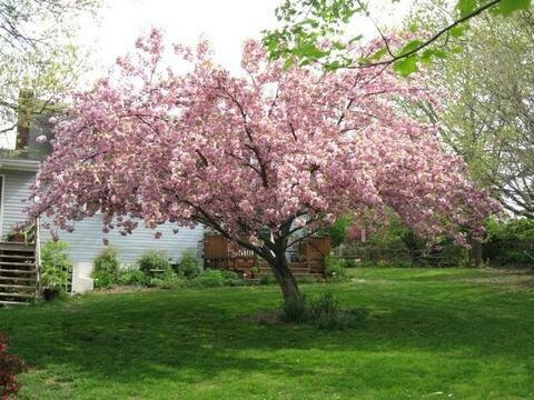 Flowering Cherry &#39;Kwanzan&#39; - Prunus Serrulata