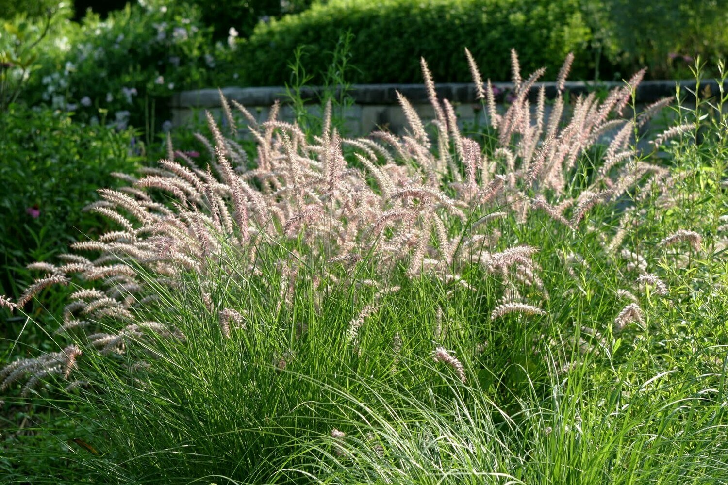 Fountain Grass &#39;Karley Rose&#39; - Pennisetum Setaceum