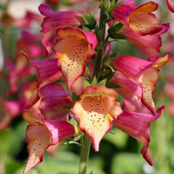 Foxglove &#39;Foxlight Ruby Glow&#39; - Digitalis