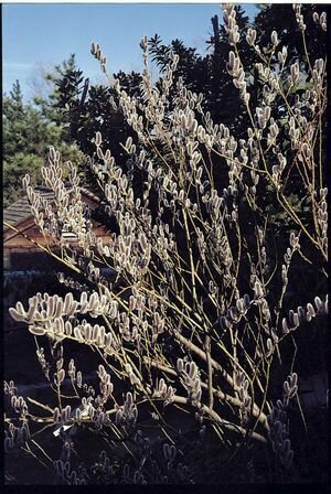 Frech Pussywillow