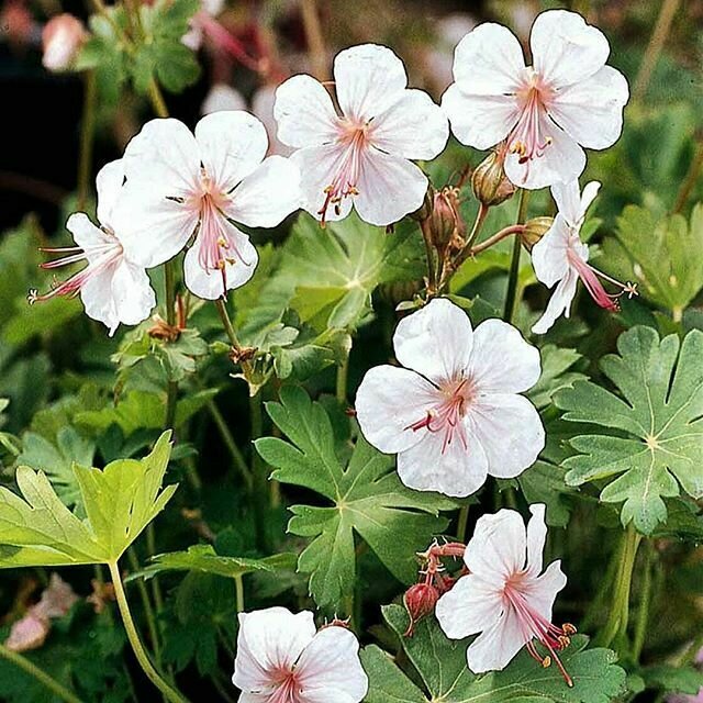 Geranium &#39;Biokovo&#39; - Geranium Cantabrigiense