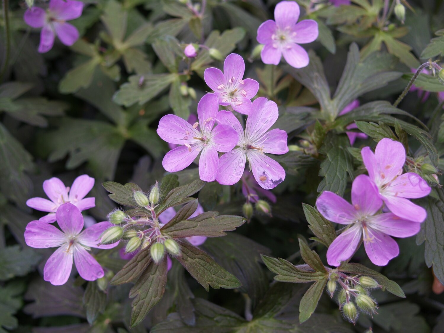Geranium &#39;Espresso&#39; - Geranium Maculatum