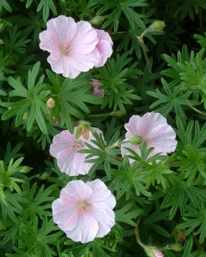 Geranium &#39;Striatum&#39; - Geranium Sanguineum