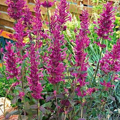 Giant Hyssop &#39;Bolero&#39; - Agastache