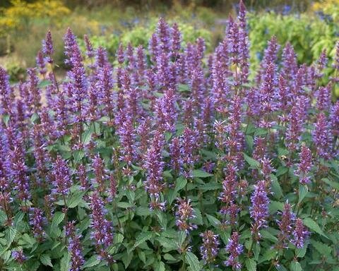 Giant Hyssop &#39;Purple Haze&#39;