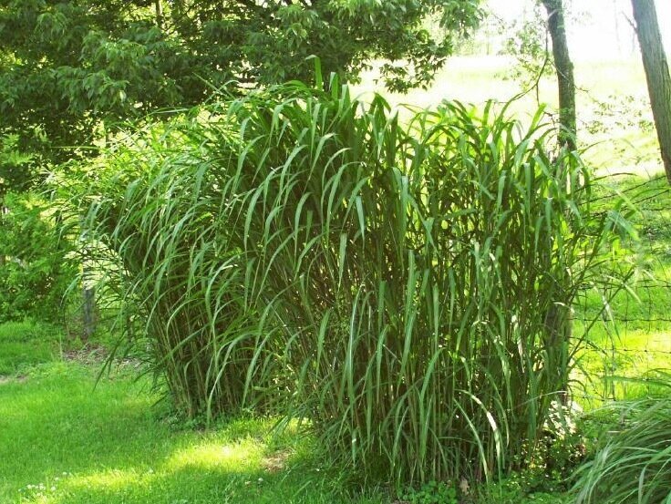 Giant Silver Grass - Miscanthus