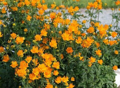 Globe Flower &#39;Golden Queen&#39; - Trollius