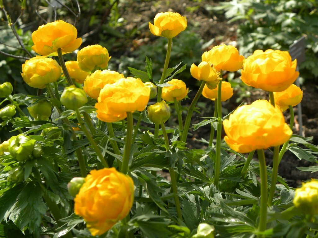 Globe Flower &#39;Orange Princess&#39; - Trollius