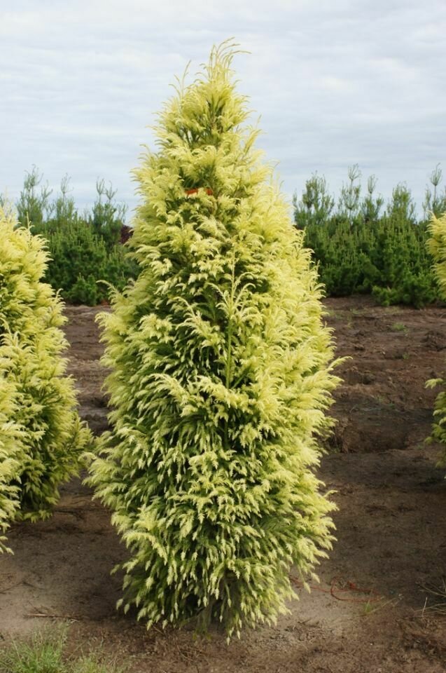 Golden Japanese Cedar