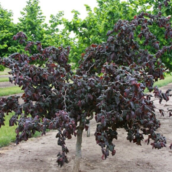 Harry Lauder&#39;s Walking Stick &#39;Red Dragon&#39; - Corylus Avellana