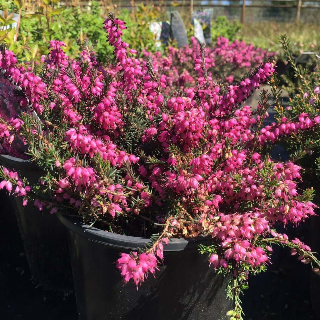 Heath &#39;Kramer&#39;s Red&#39; - Erica x Darleyensis