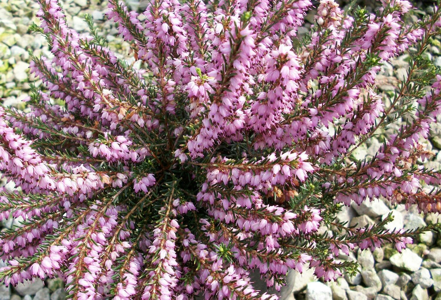 Heath &#39;Mediterranean Pink&#39; - Erica x Darleyensis