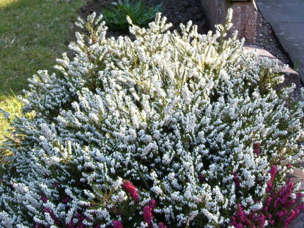 Heath &#39;Mediterranean White&#39; - Erica x Darleyensis