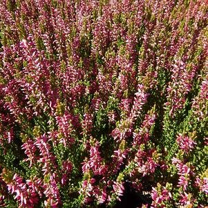 Heather &#39;Beauty Ladies, Saphira&#39; - Calluna Vulgaris