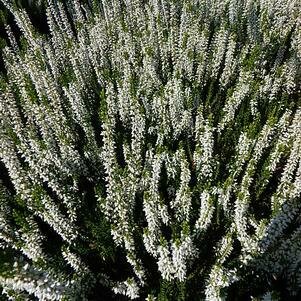 Heather &#39;Beauty Lady, Veluwe&#39; - Calluna Vulgaris