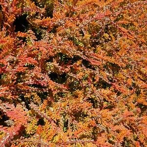 Heather &#39;Carnival&#39; - Calluna Vulgaris