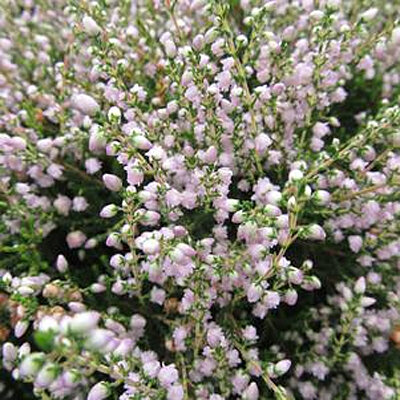 Heather &#39;County Wicklow&#39; - Calluna Vulgaris