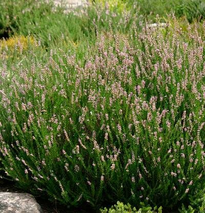 Heather &#39;Spring Torch&#39; - Calluna Vulgaris