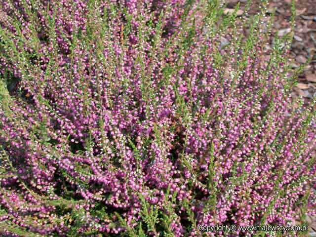 Heather &#39;Tib&#39; - Calluna Vulgaris