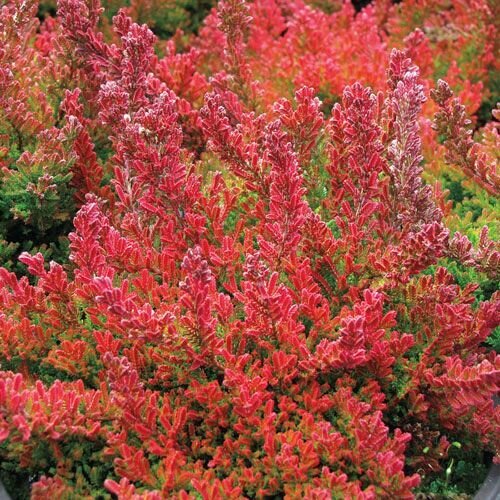 Heather &#39;Winter Chocolate&#39; - Calluna Vulgaris