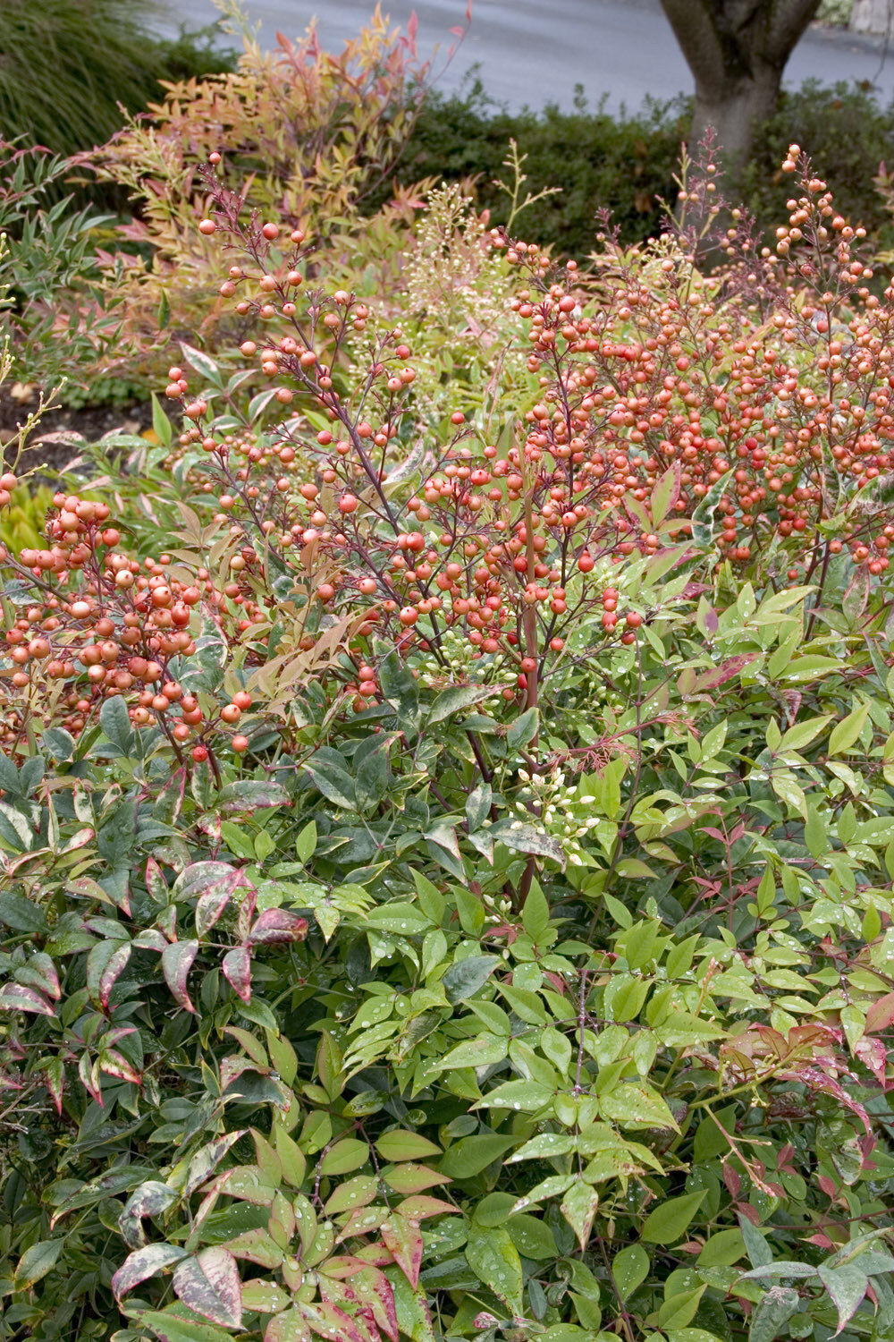 Heavenly Bamboo - Nandina Domestica