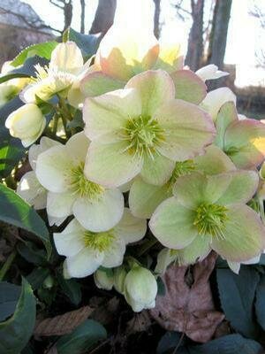 Hellebore &#39;Ice Breaker Pico&#39; - Helleborus