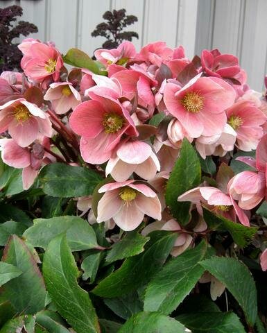 Hellebore &#39;Pink Frost&#39; - Helleborus