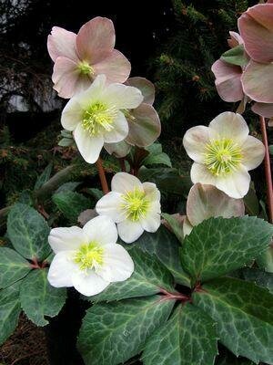 Hellebore &#39;Spring Party&#39; - Helleborus