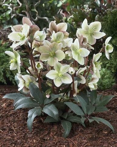 Hellebore &#39;Winter Sunshine&#39; - Helleborus
