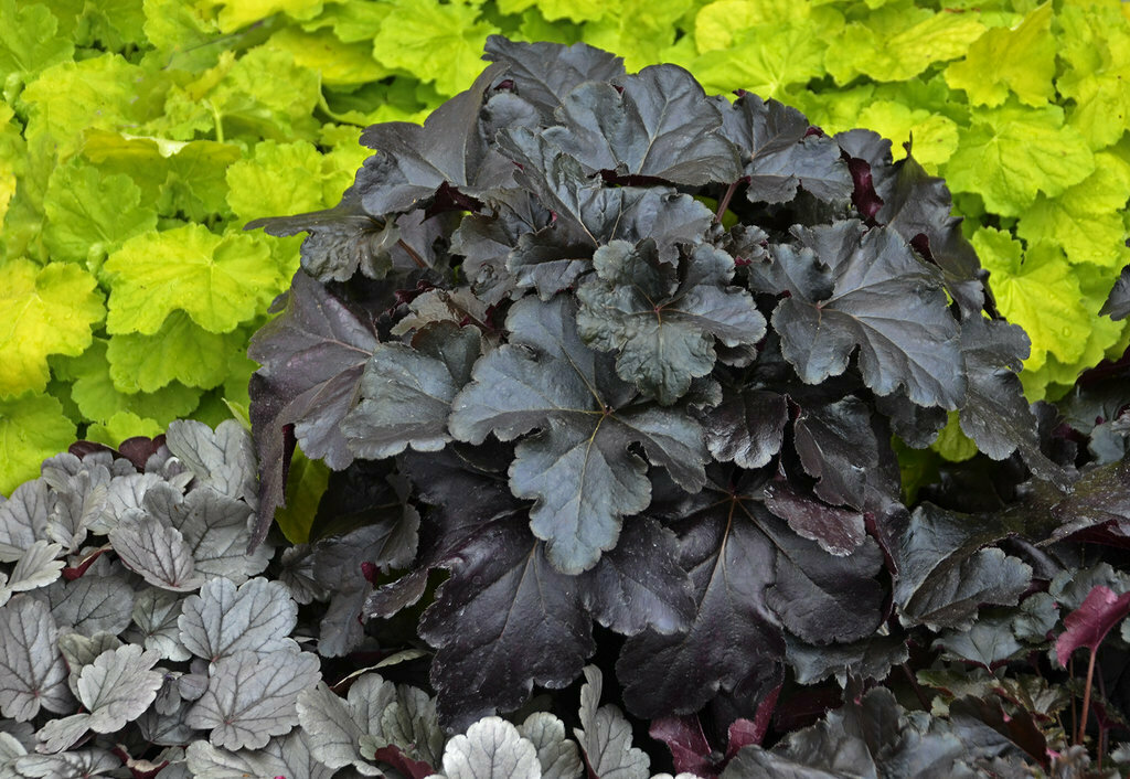 Heuchera &#39;Black Pearl&#39;