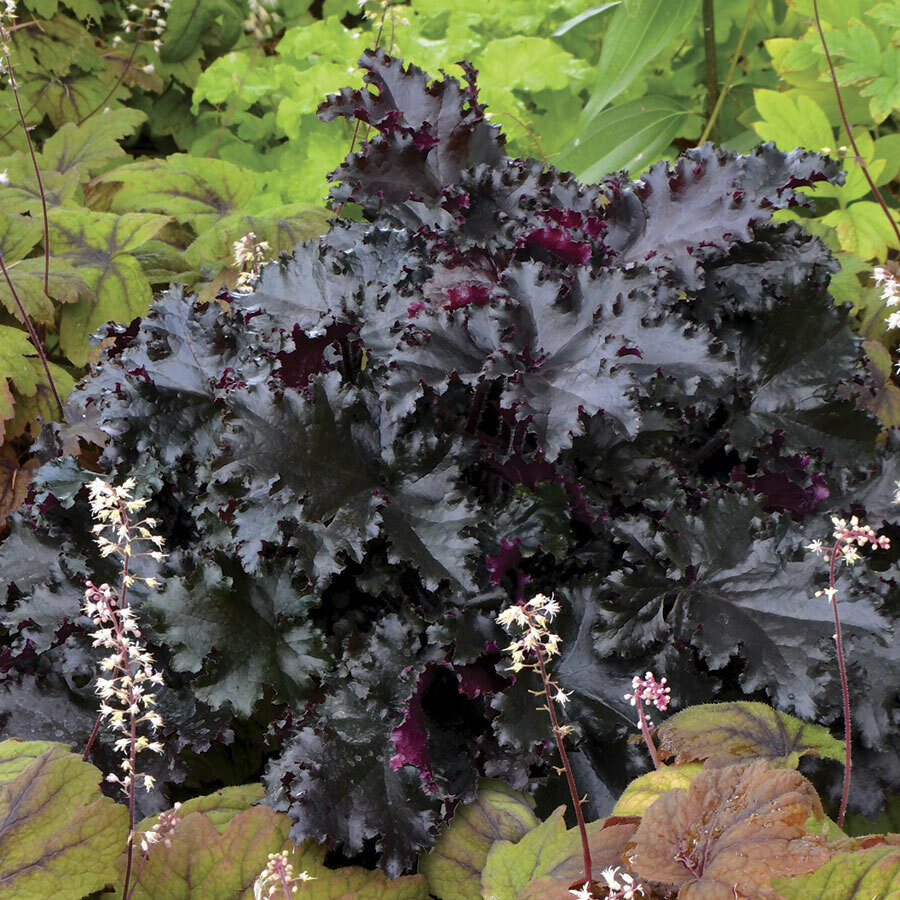 Heuchera &#39;Black Taffeta&#39;