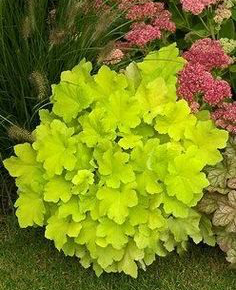 Heuchera &#39;Citronelle&#39;