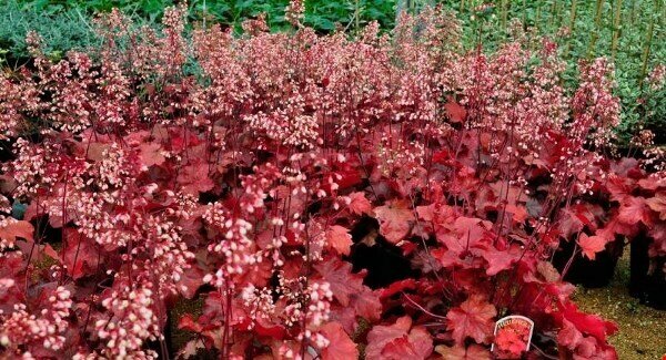 Heuchera &#39;Fire Alarm&#39;