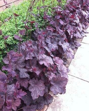 Heuchera &#39;Plum Pudding&#39;