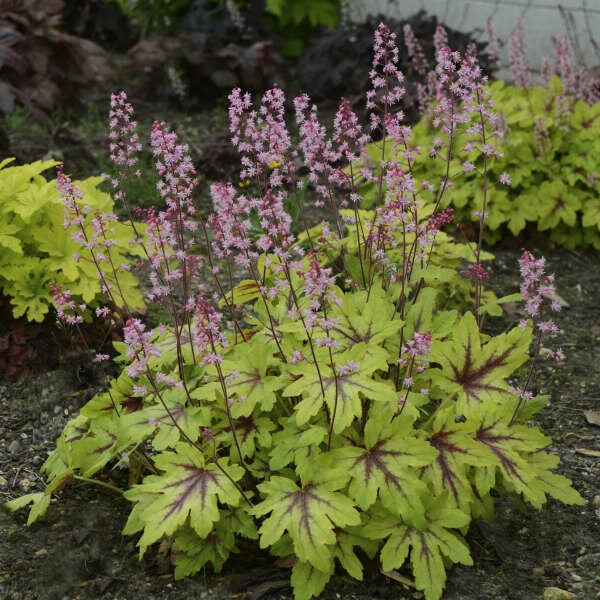 Heucherella &#39;Fun and Games &#39;Eye Spy&#39;&#39;
