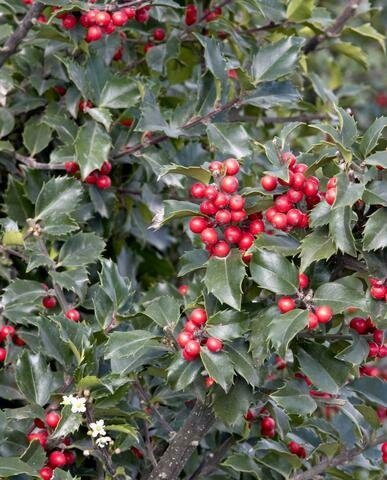 Holly &#39;Blue Maid&#39; - Ilex