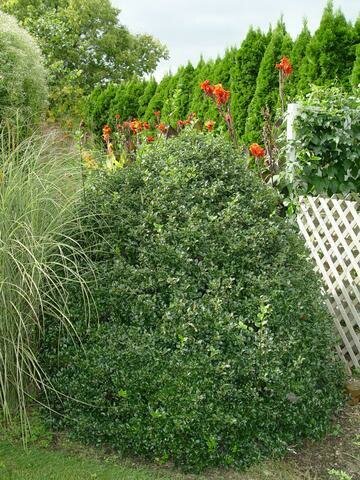 Holly &#39;Blue Prince&#39; - Ilex x Meserveae