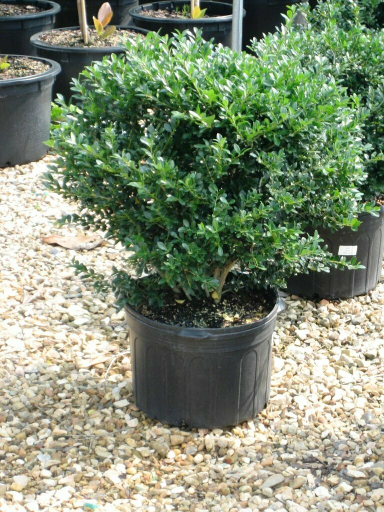 Holly &#39;Green Lustre&#39; - Ilex