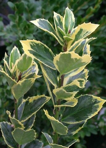 Holly &#39;Honey Maid&#39; - Ilex x Meserveae