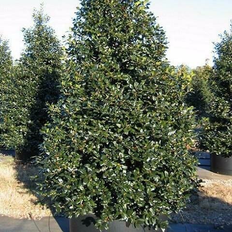 Holly &#39;Nellie Stevens&#39; - Ilex X &#39;Nellie R. Stevens&#39;