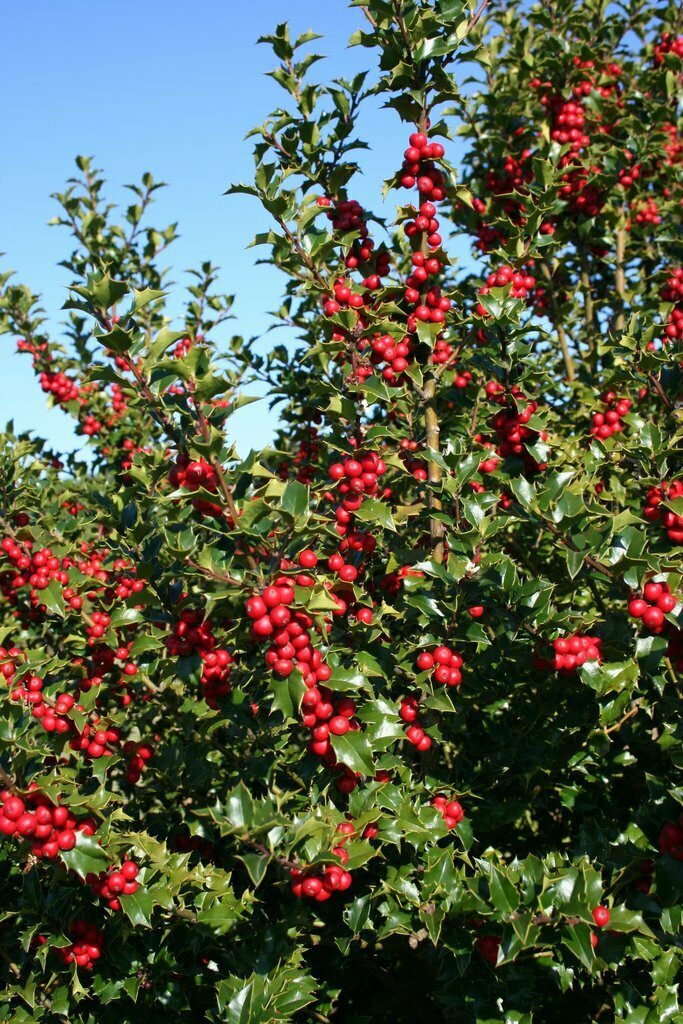 Holly &#39;Red Beauty&#39; - Ilex x Rutzan