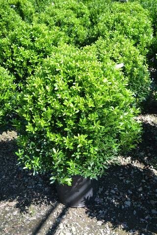 Holly &#39;Shamrock&#39; - Ilex