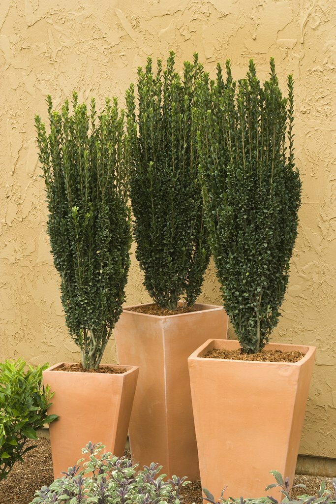 Holly &#39;Sky Pencil&#39; - Ilex