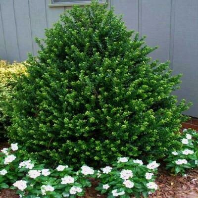 Holly &#39;Steeds&#39; - Ilex Crenata