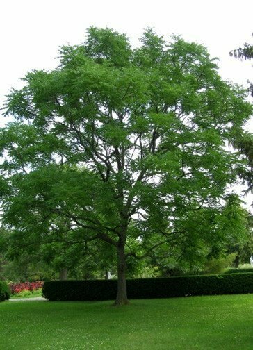 Honey Locust &#39;Shademaster&#39; - Gleditsia Triacanthos