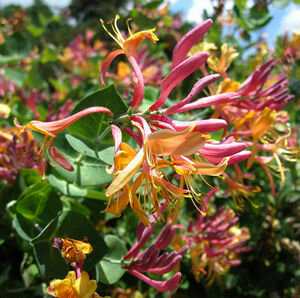 Honeysuckle &#39;Gold Flame&#39;